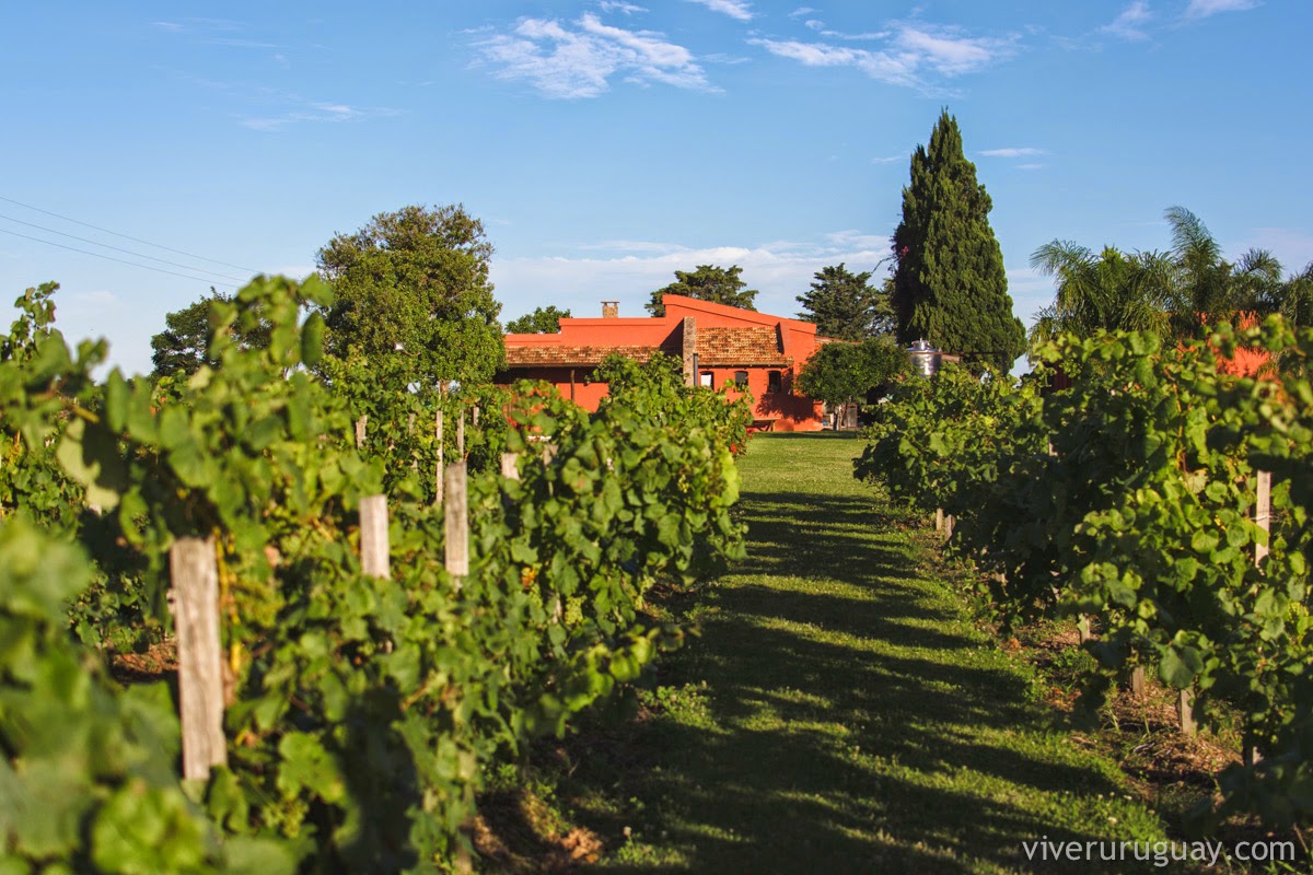 Experiencia Bodega El Legado Carmelo Ruta del Vino